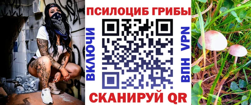 Галлюциногенные грибы Psilocybe  Бабаево 